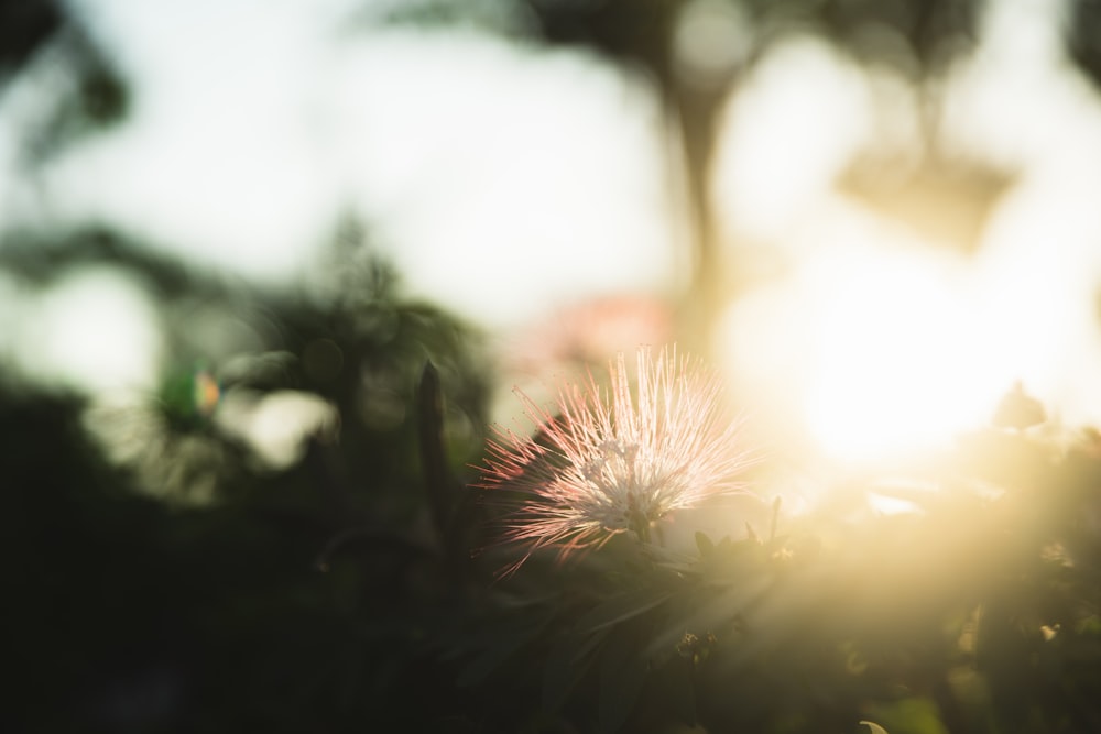 Gros plan d’une fleur avec le soleil en arrière-plan