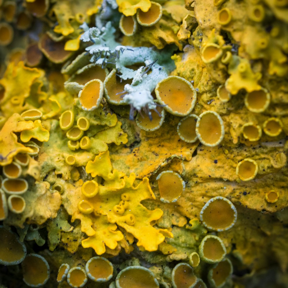 a close up of a bunch of yellow and white corals