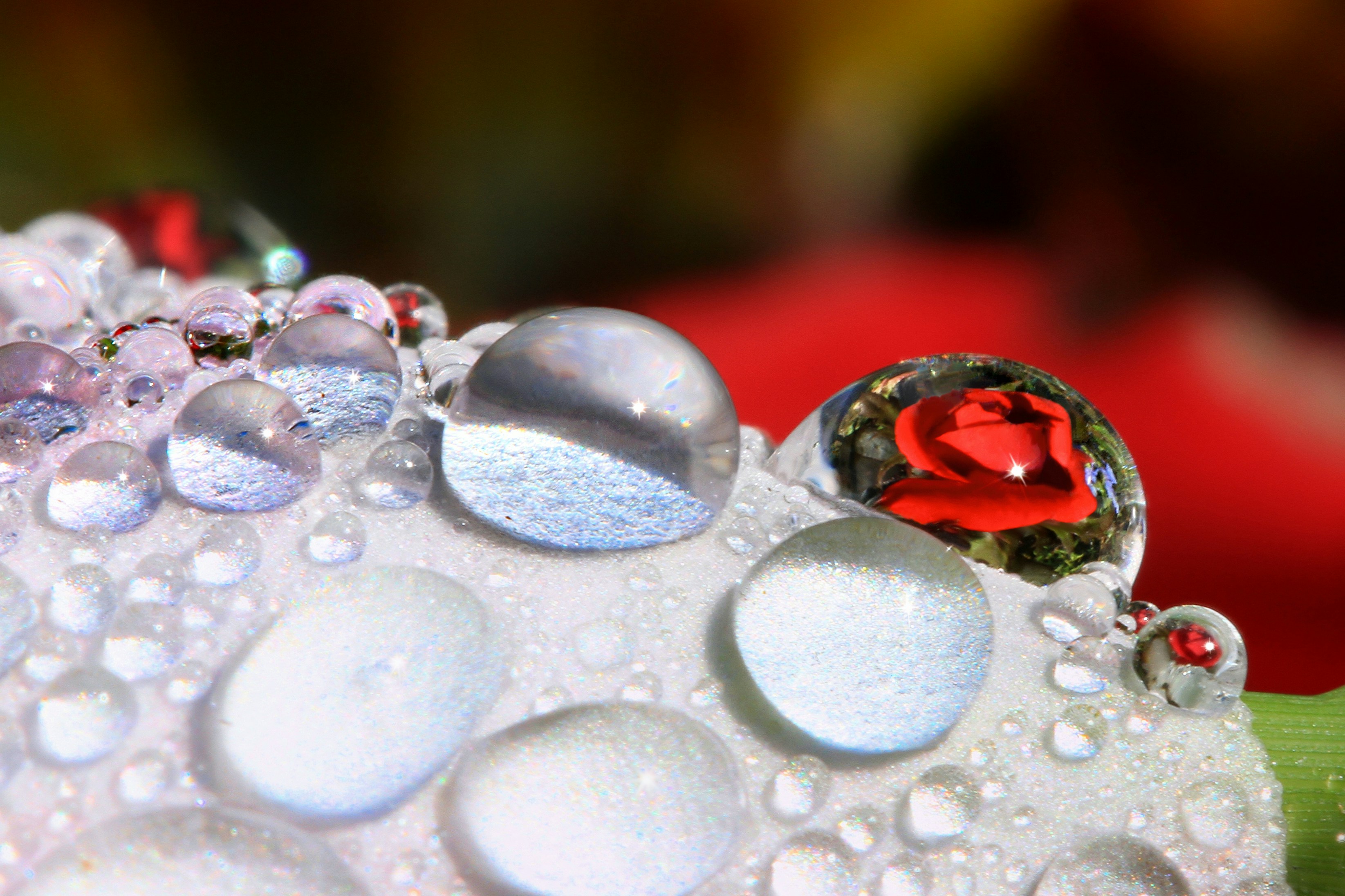 a red rose sitting on top of a green plant