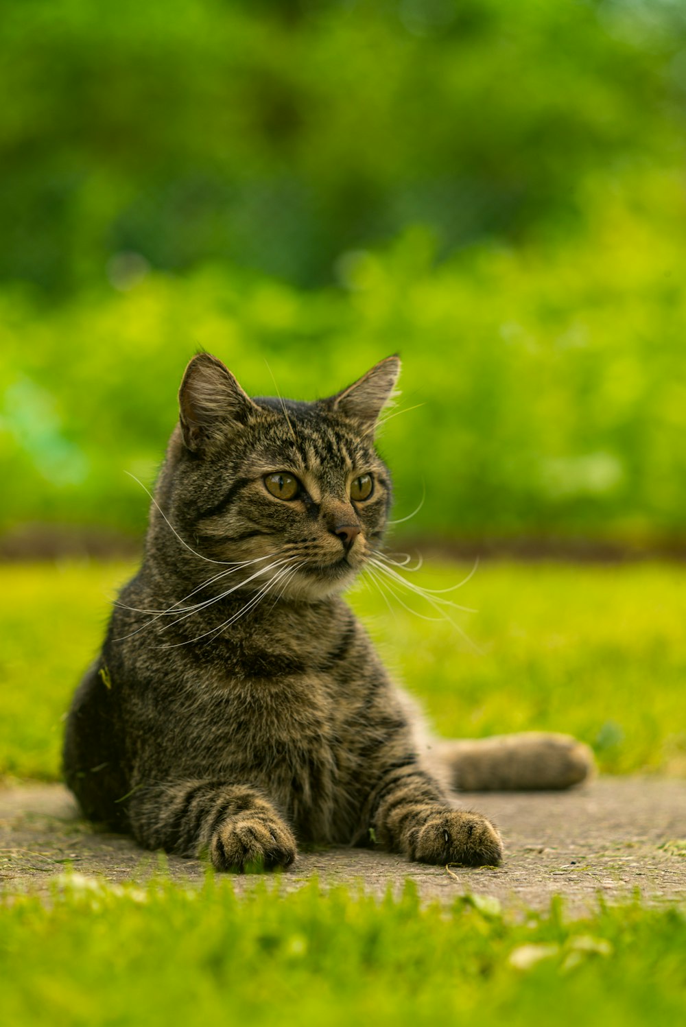 a cat that is sitting in the grass