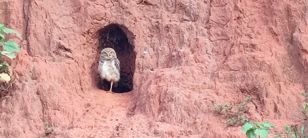an owl sitting in a hole in the side of a mountain