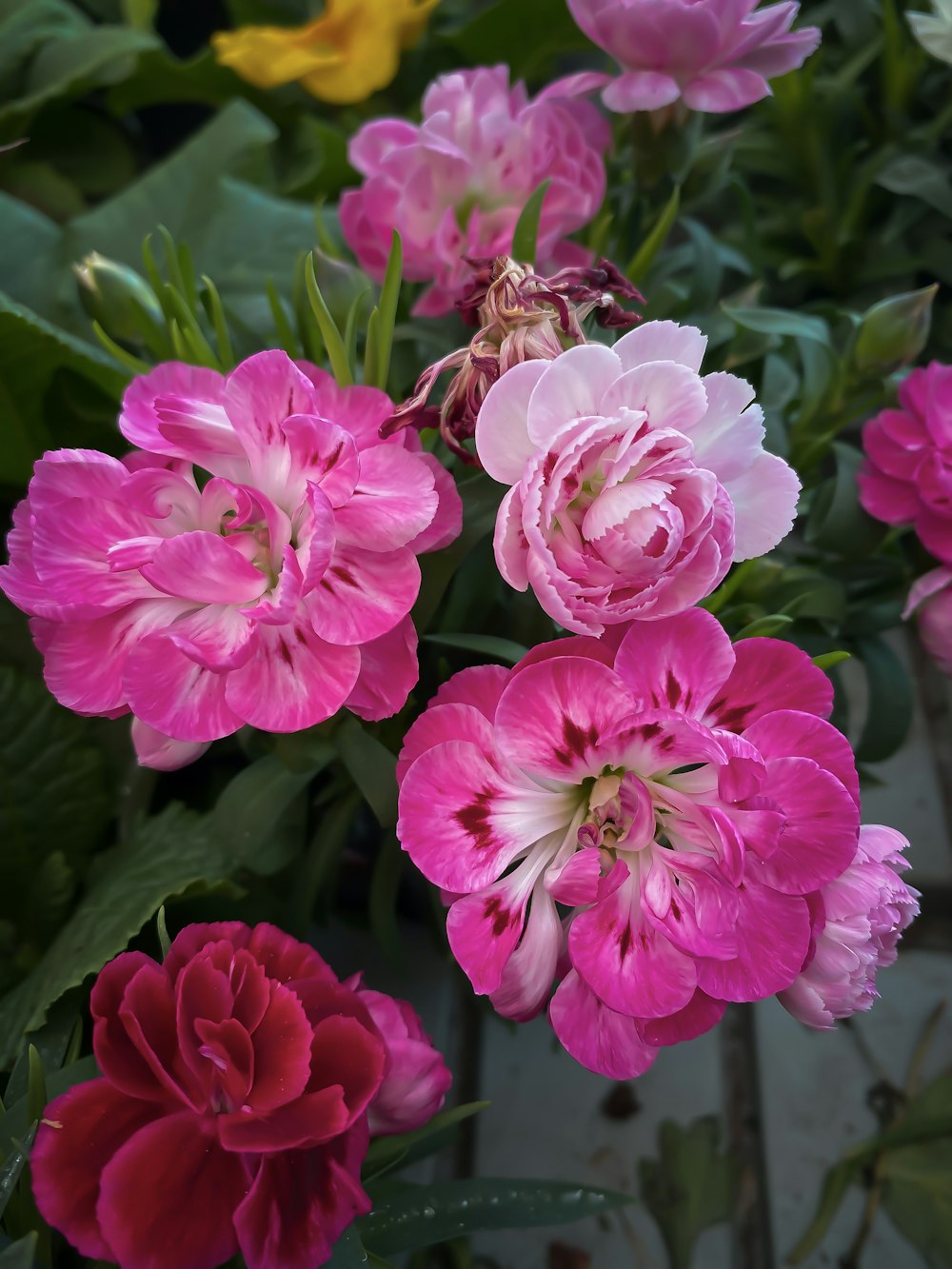 a bunch of pink and red flowers in a garden