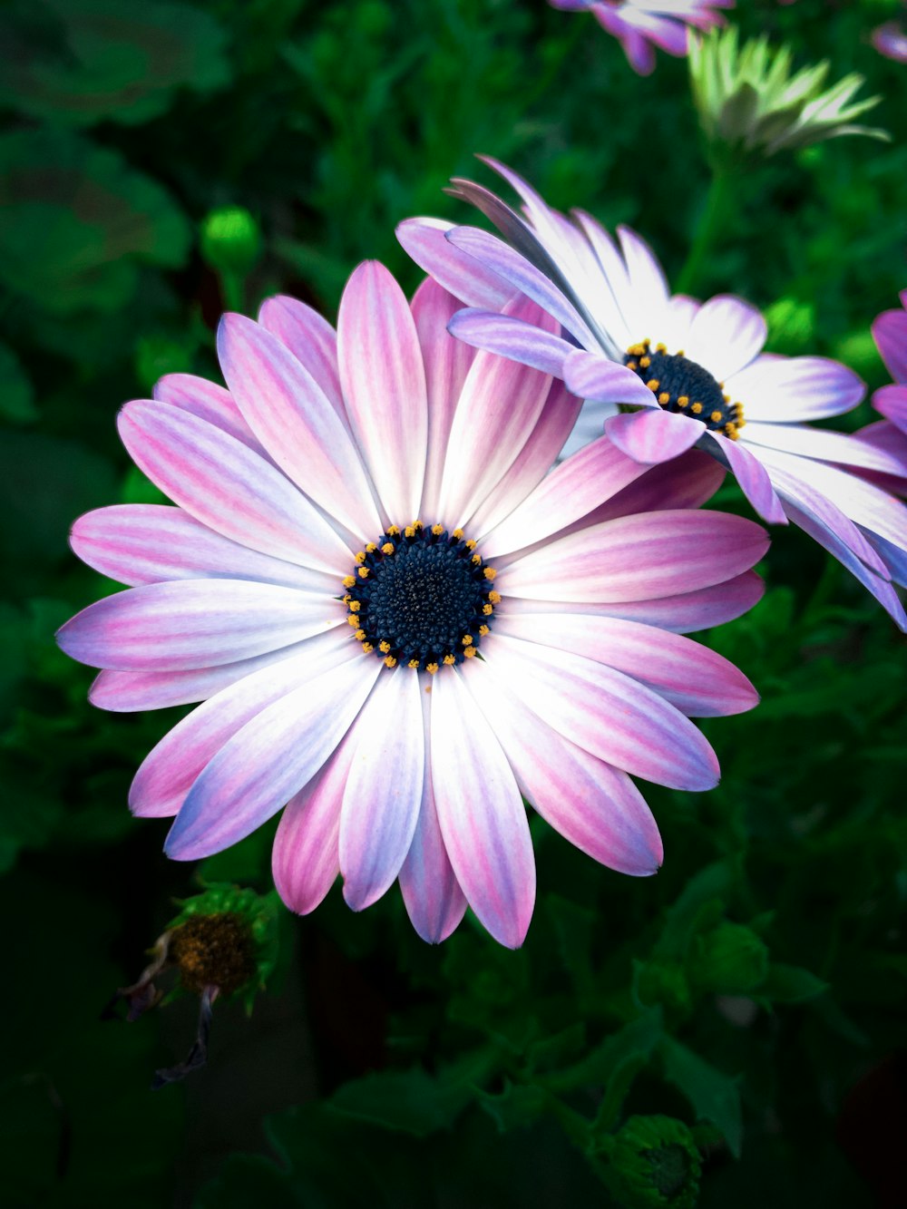 a group of pink and white flowers with green leaves