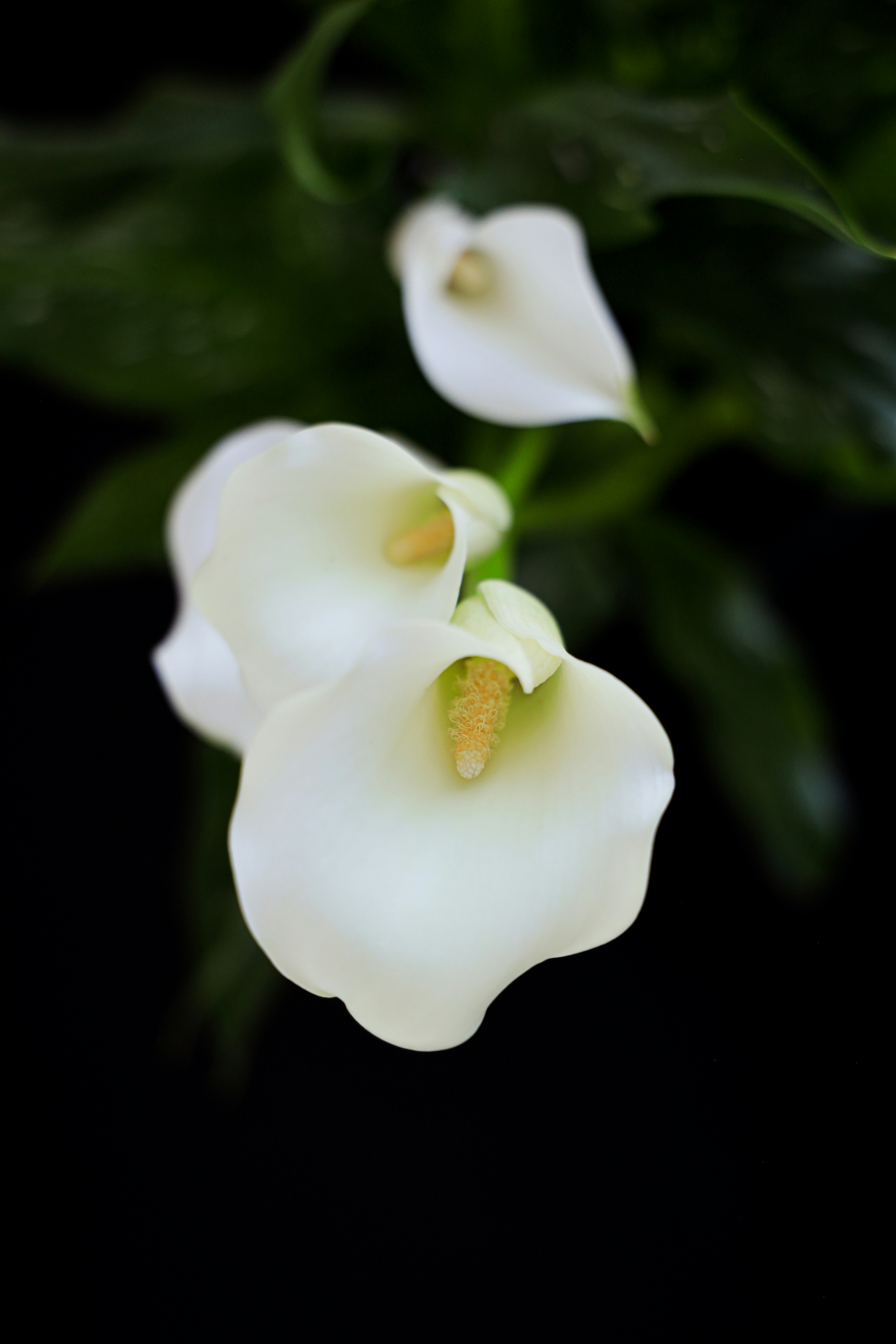 The Elegance of Calla Lily Flowers: A Comprehensive Guide