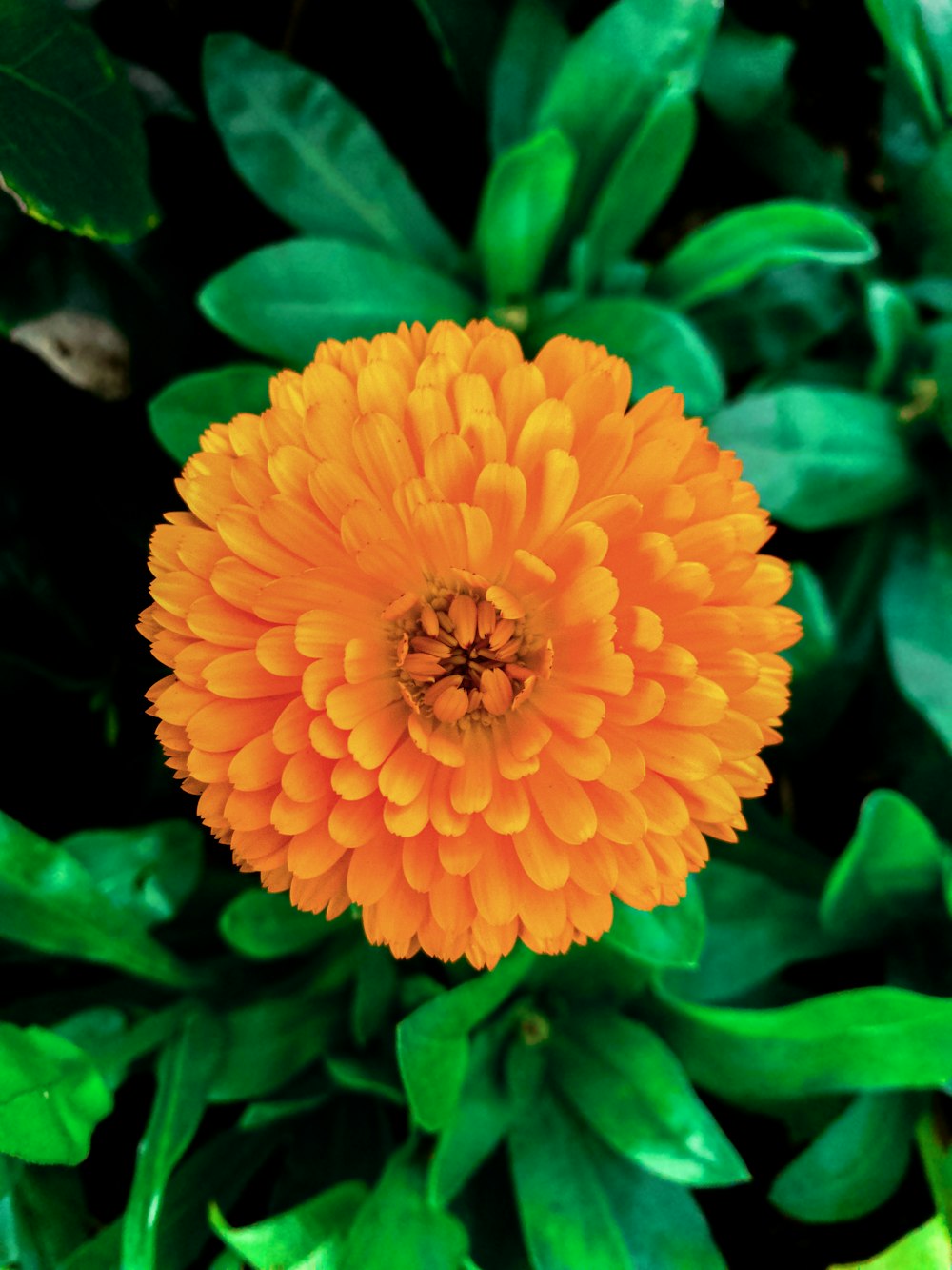 a bright orange flower surrounded by green leaves