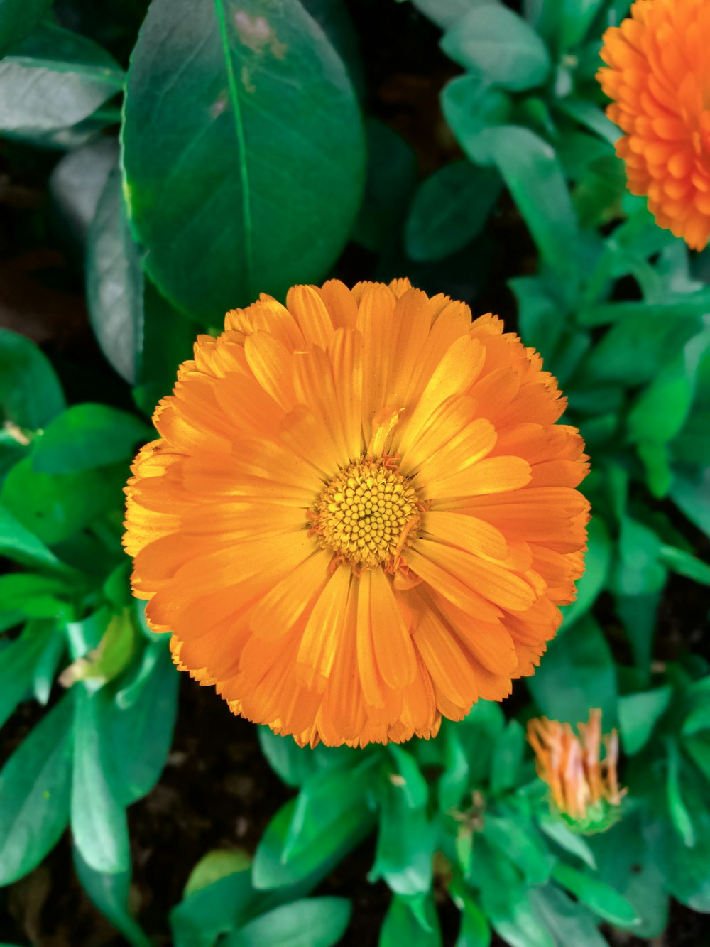 a close up of an orange flower in a garden