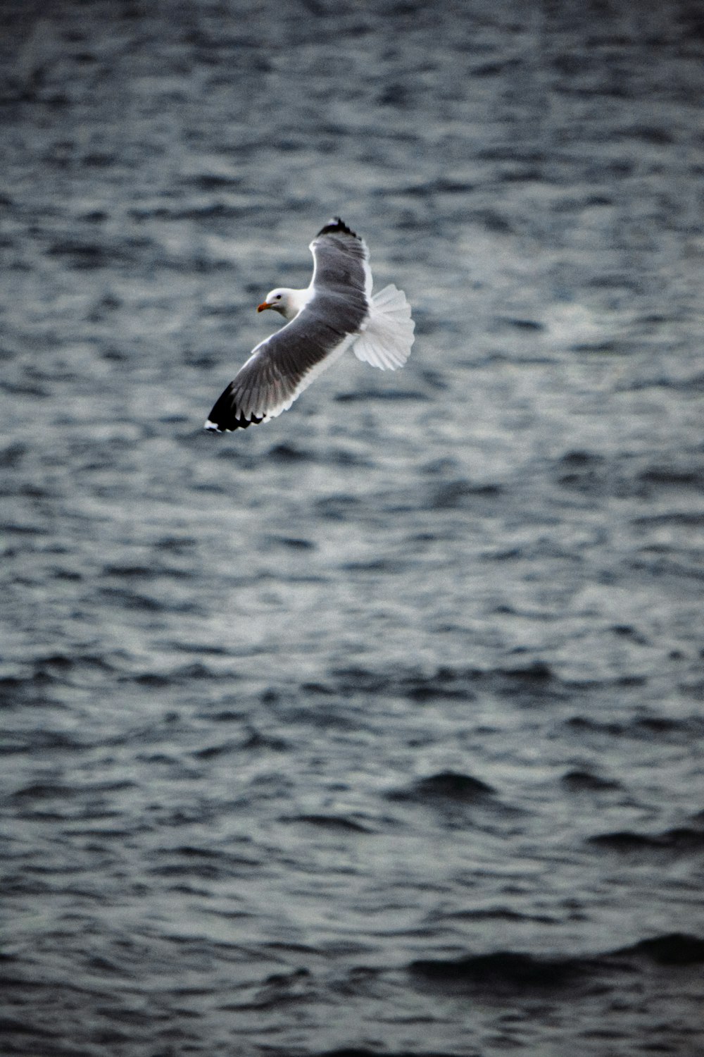 a seagull flying over a body of water