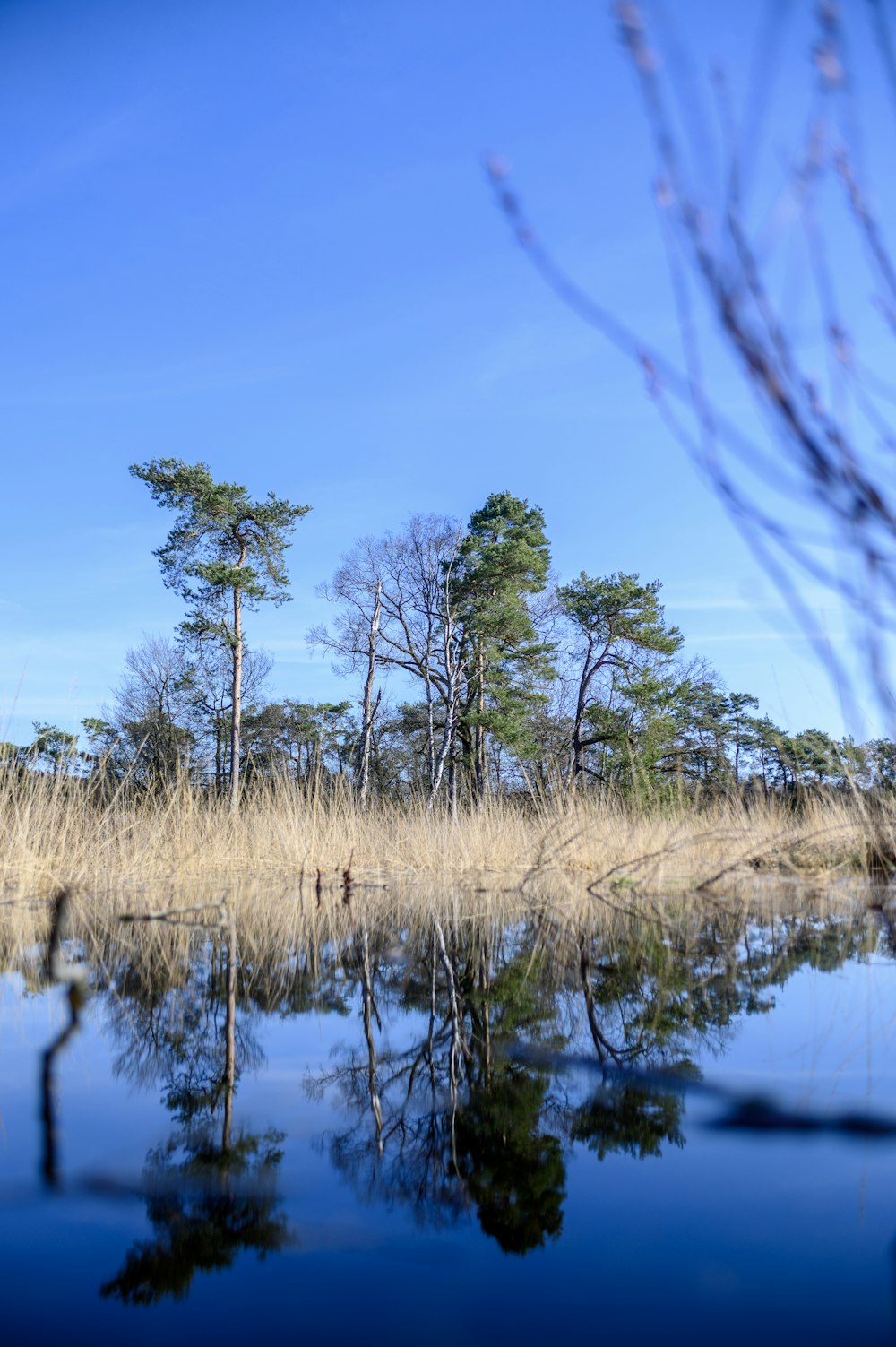 a body of water surrounded by tall grass and trees