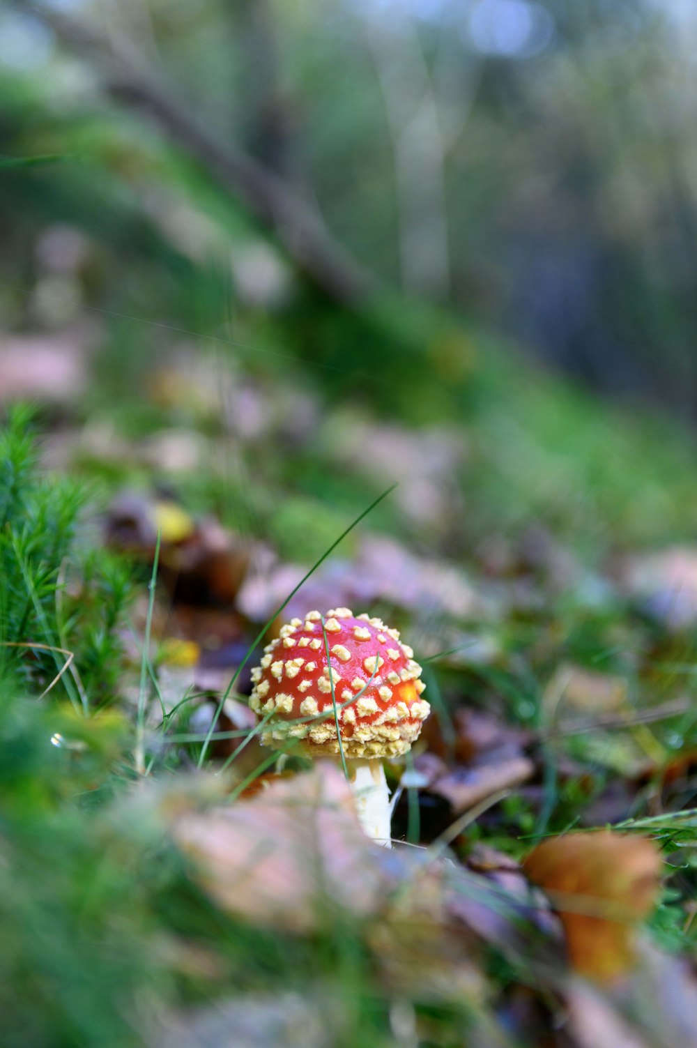 a small red and yellow mushroom in the grass