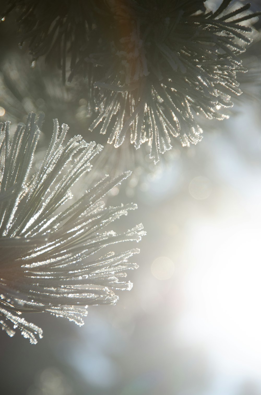 a close up of a pine tree branch