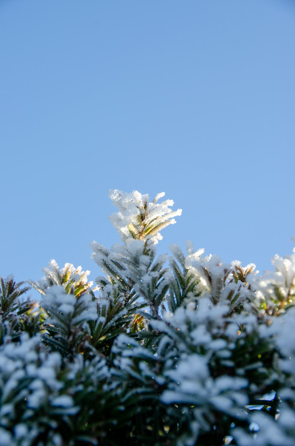 a tree with snow on it and a blue sky in the background