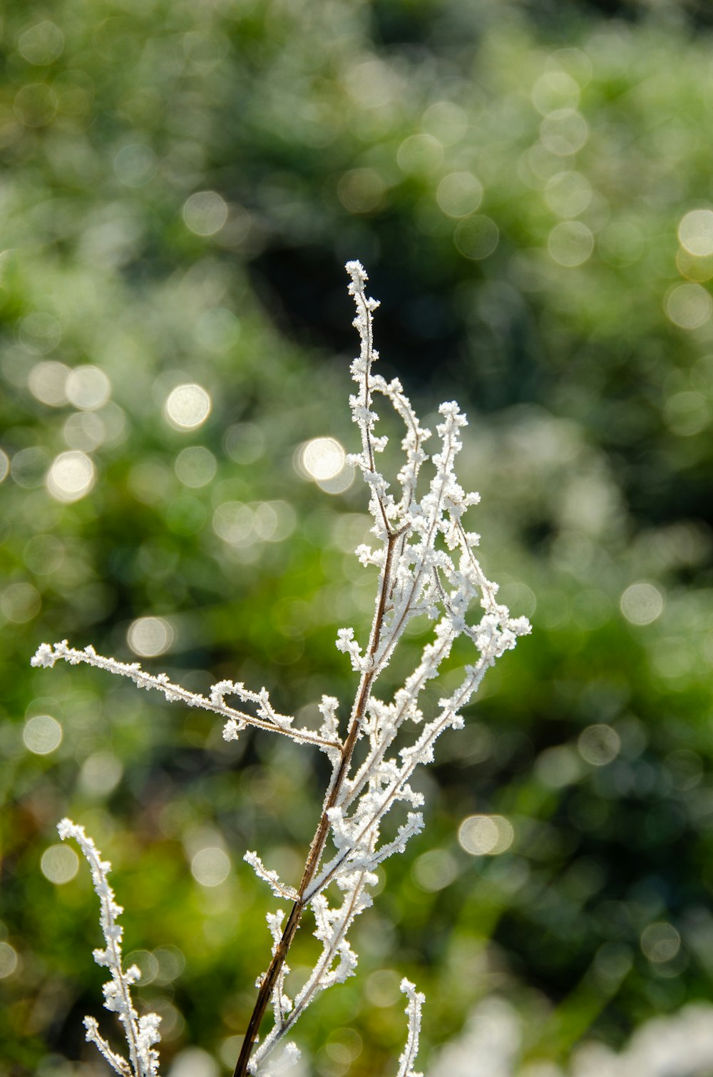 a close up of a plant with ice on it