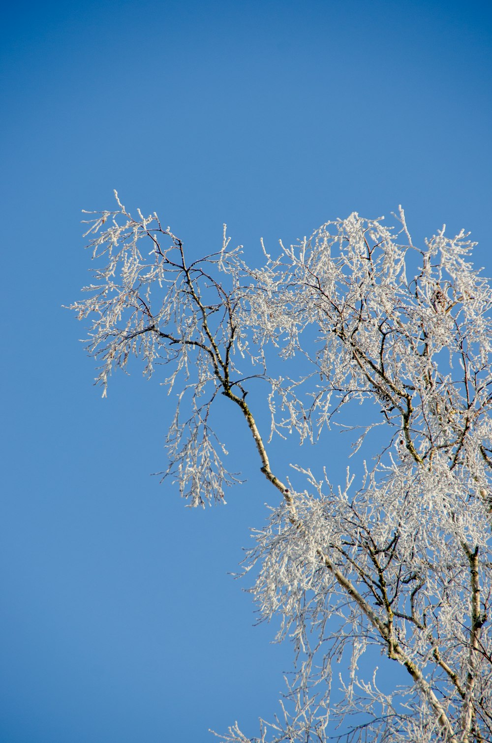 the branches of a tree are covered in ice