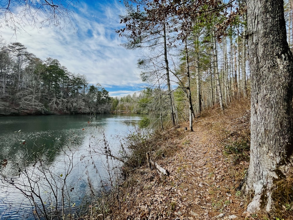 a river running through a forest filled with lots of trees