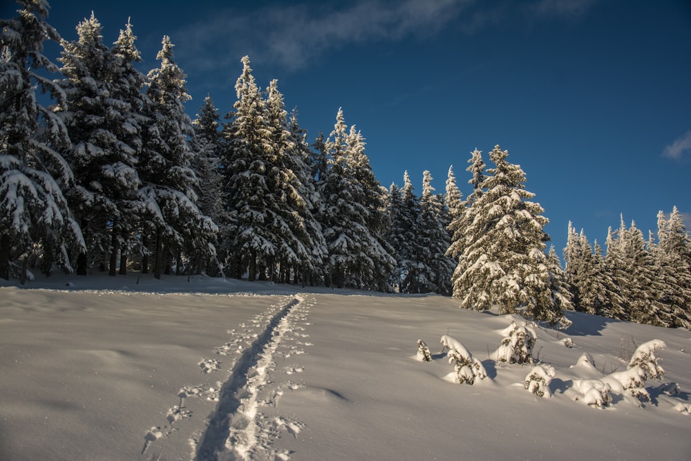 un champ enneigé avec un sentier au milieu