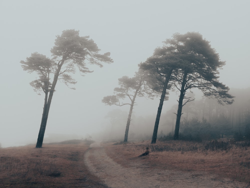 una strada sterrata con alberi su entrambi i lati