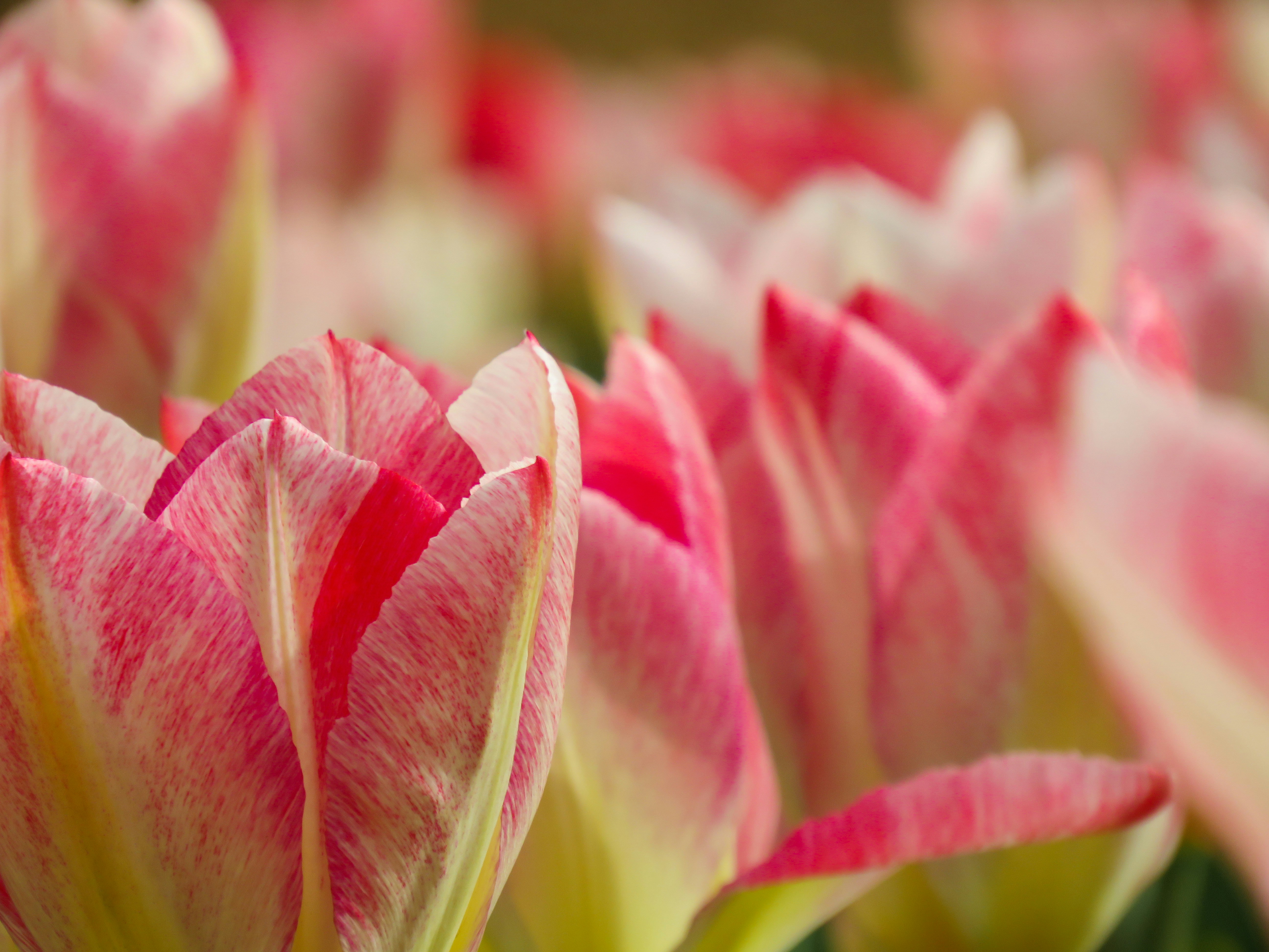 Photo by jbcphotography