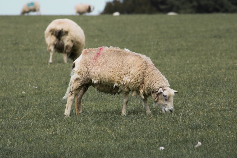 a herd of sheep grazing on a lush green field