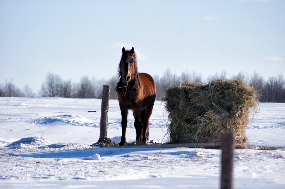 a brown horse standing next to a pile of hay