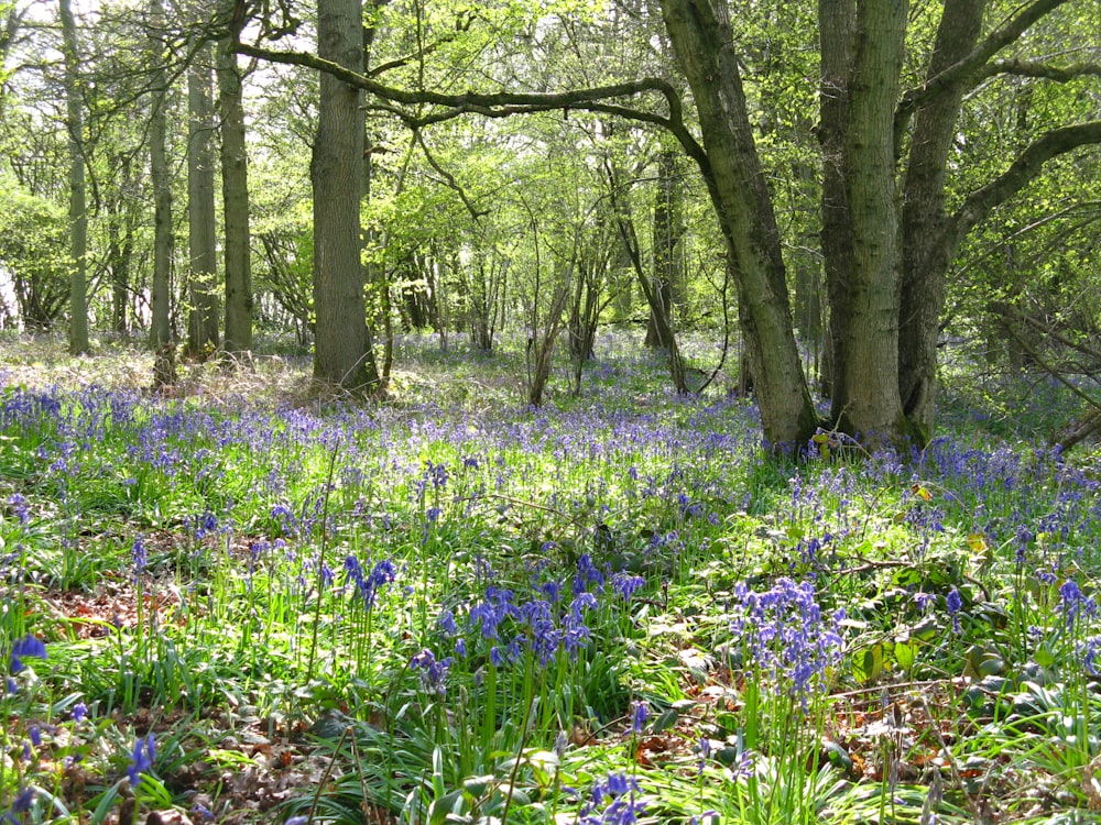 a forest filled with lots of bluebells and trees