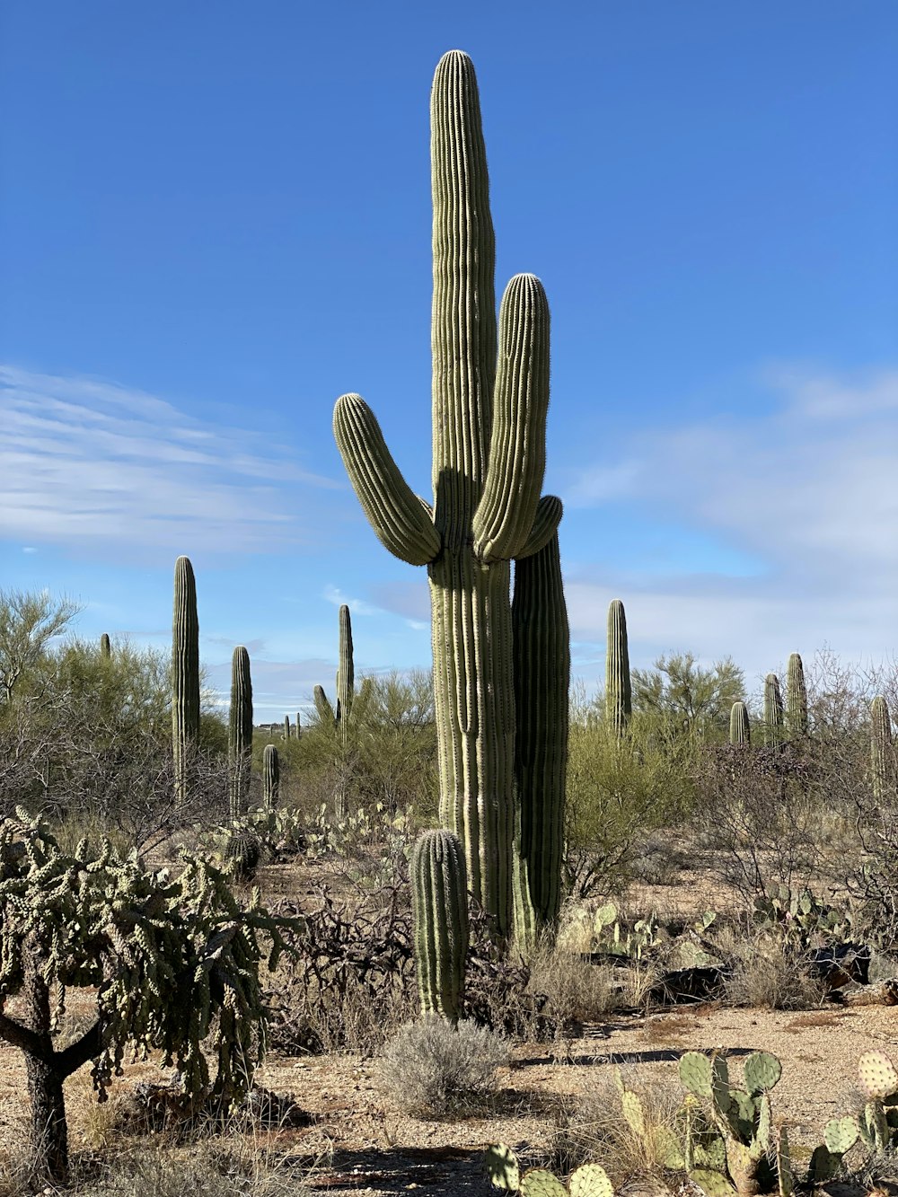 a large cactus in the middle of a desert