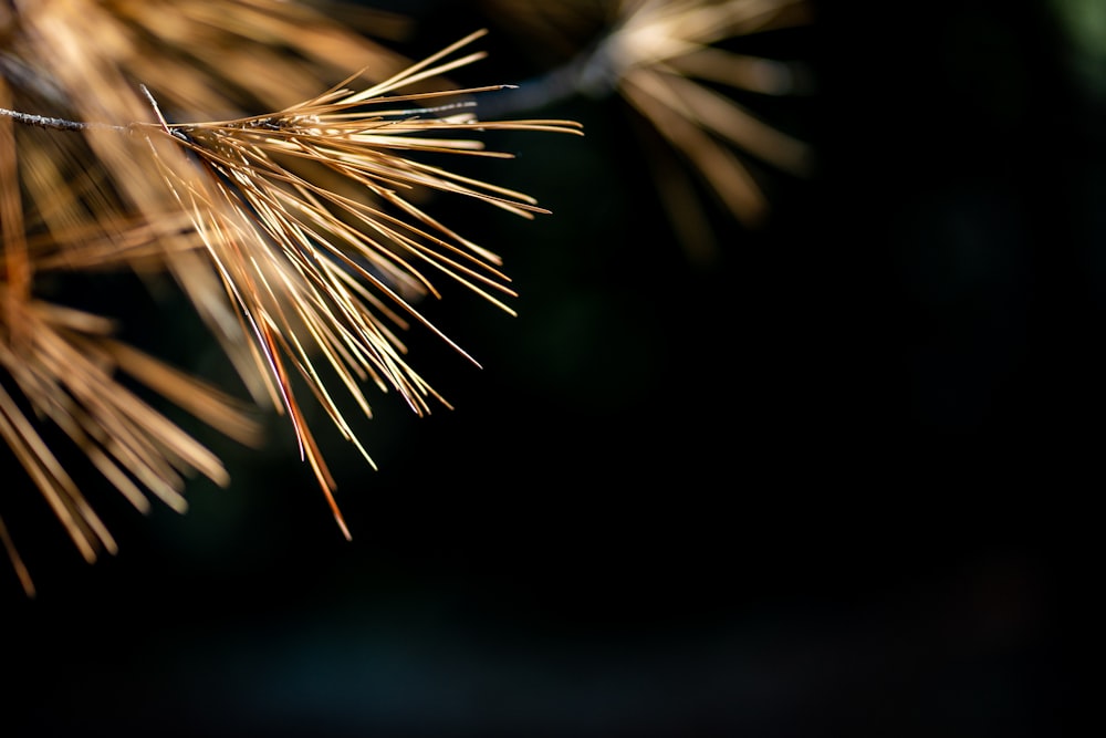 a close up of a pine tree branch