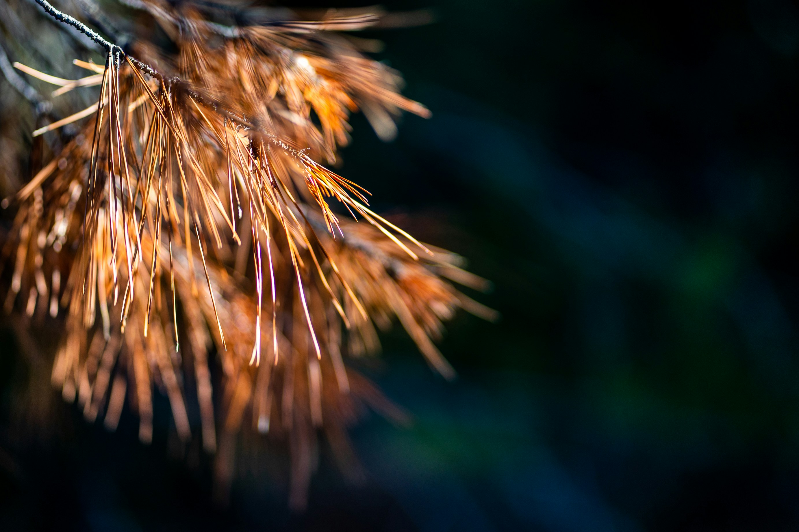 a close up of a pine tree branch