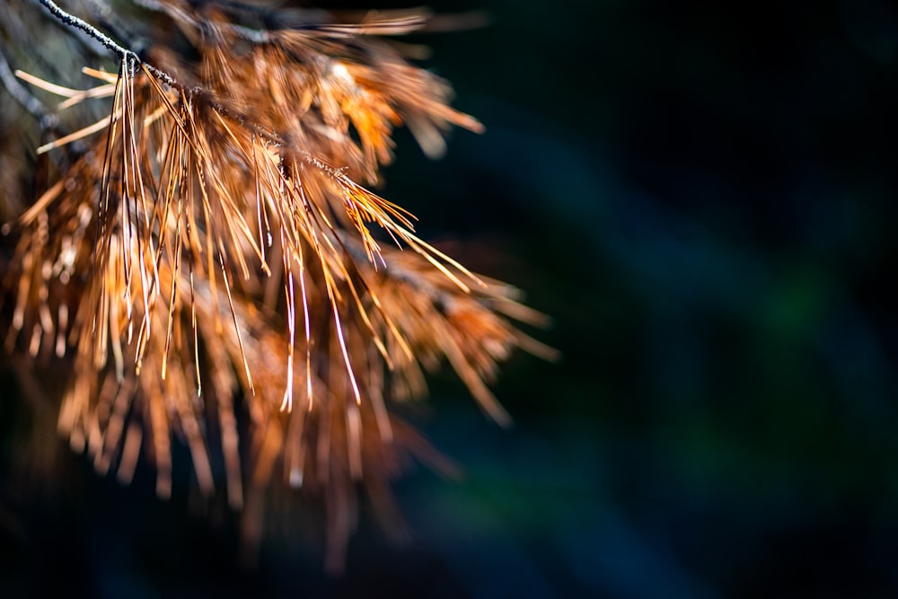 a close up of a pine tree branch