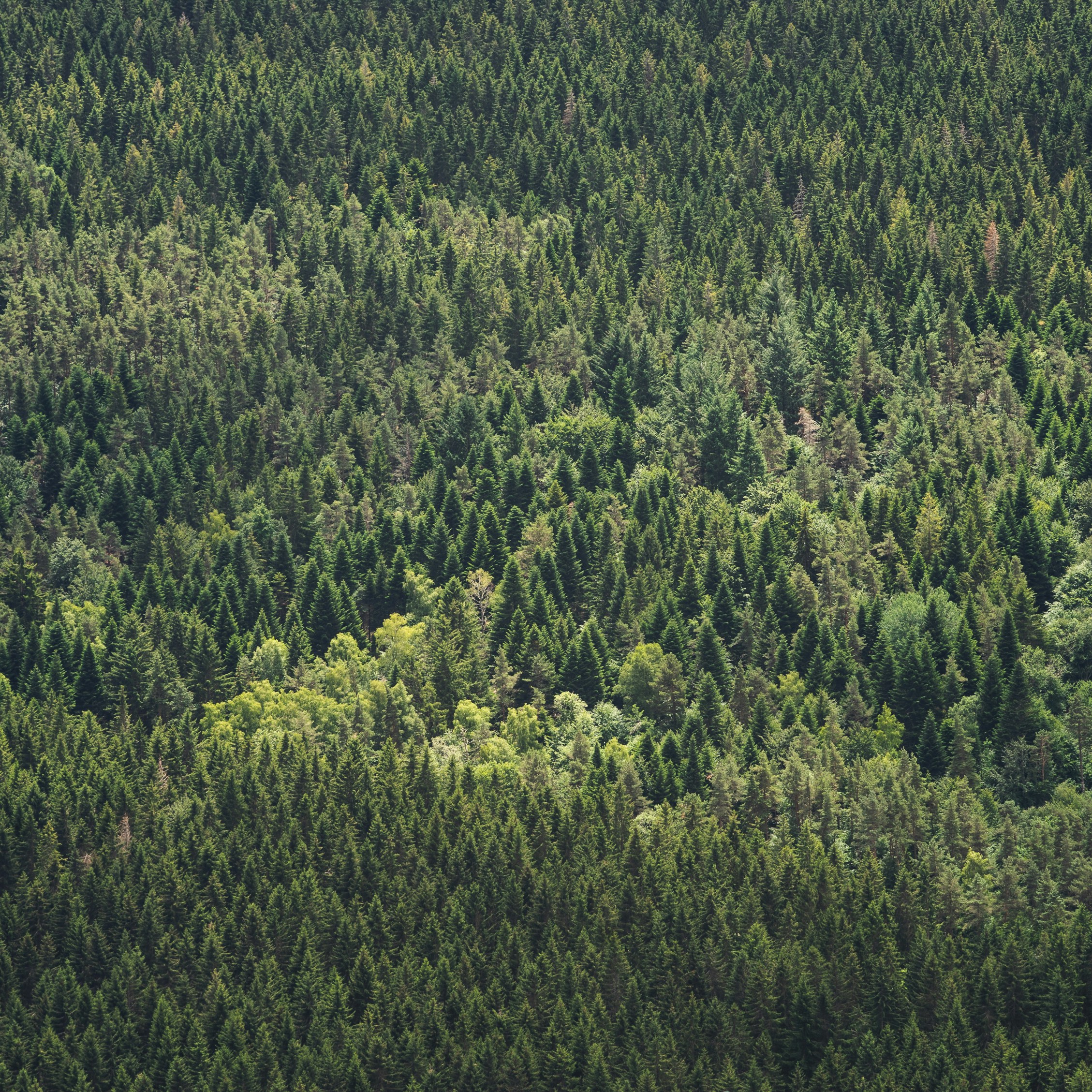 Photo by thibaultmaestracci