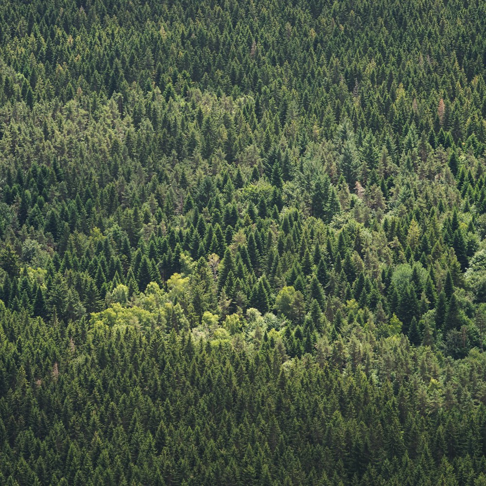 a plane flying over a forest filled with lots of trees