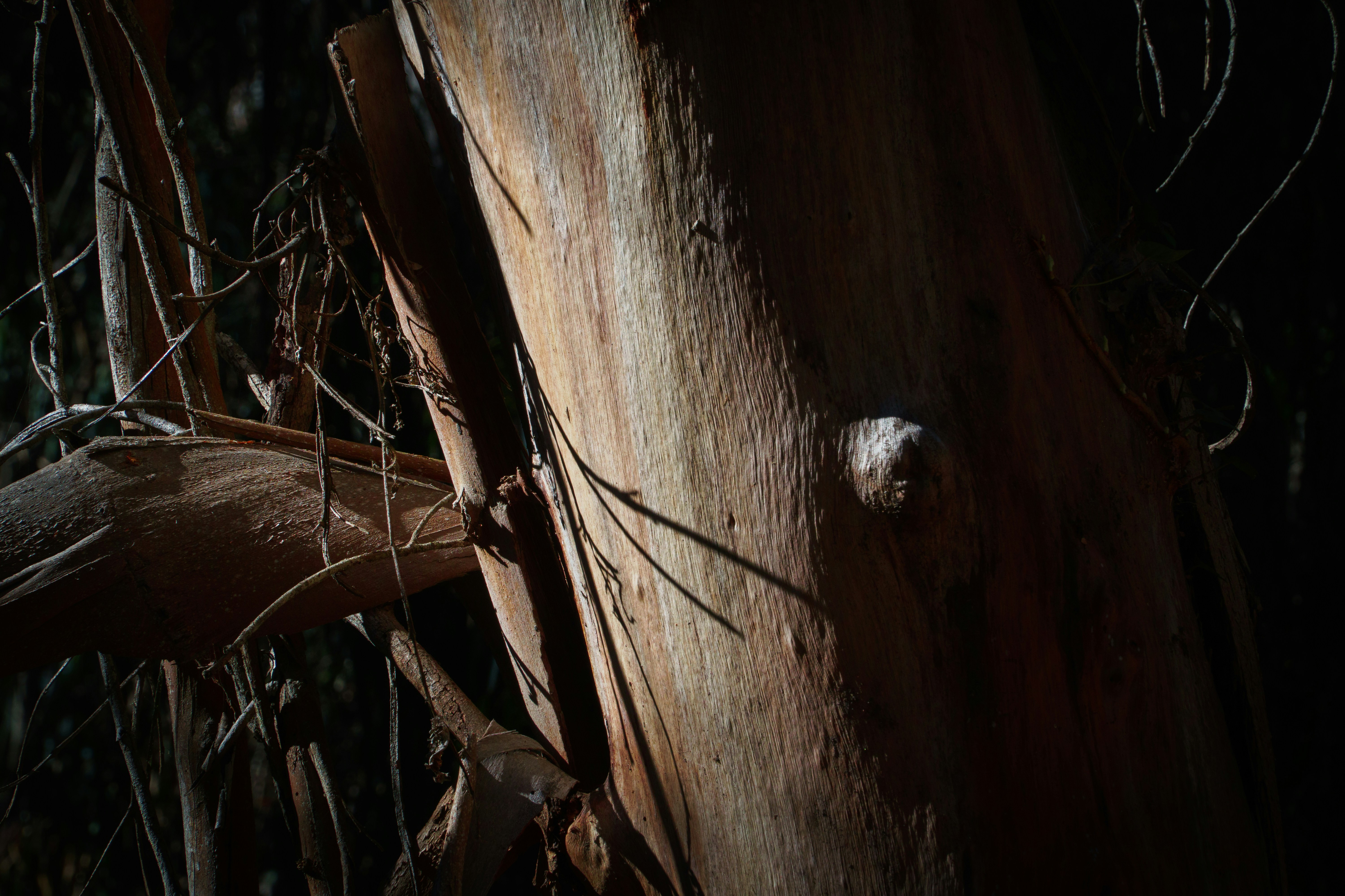 a close up of a tree trunk with vines on it