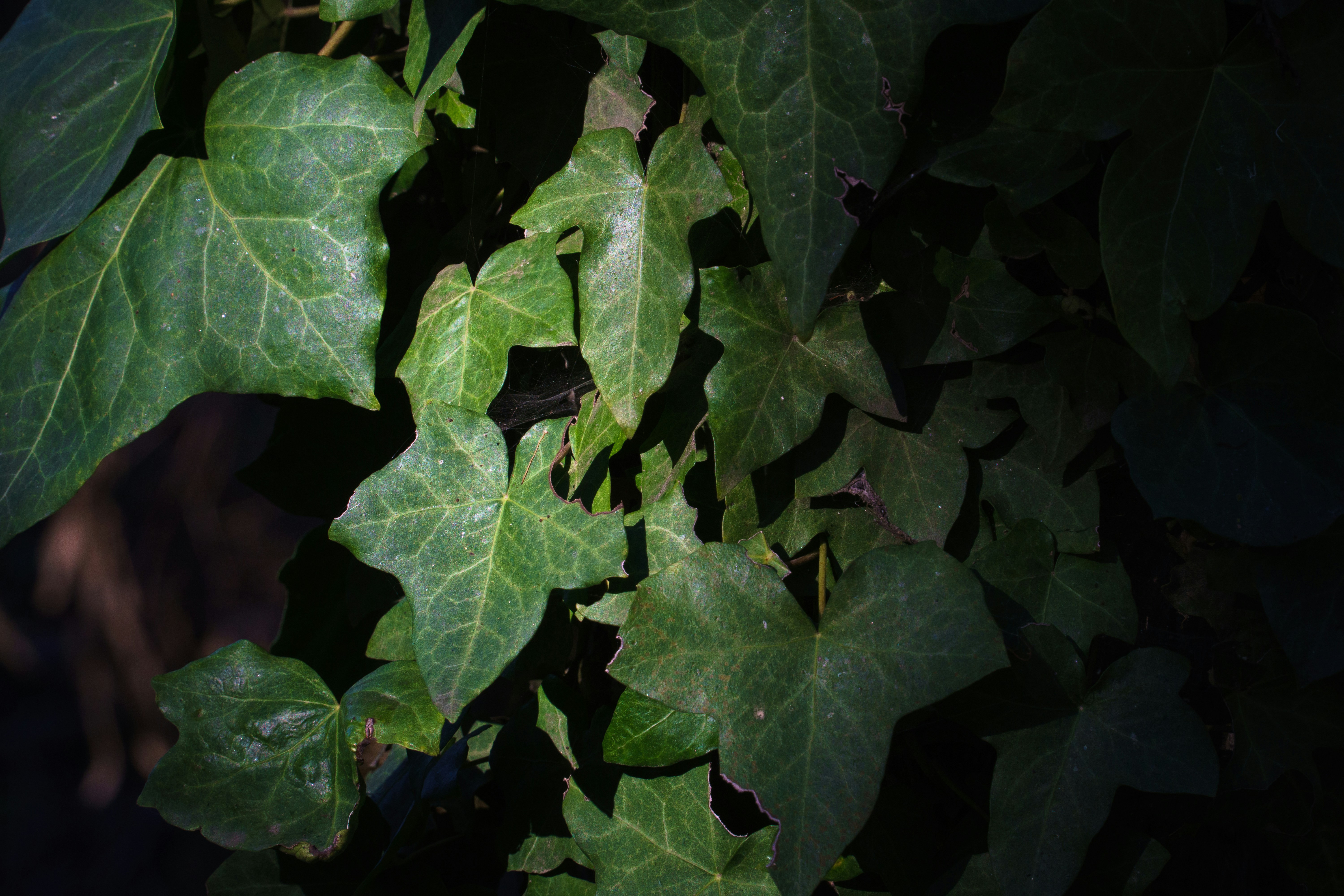 Photo by earl_plannerzone