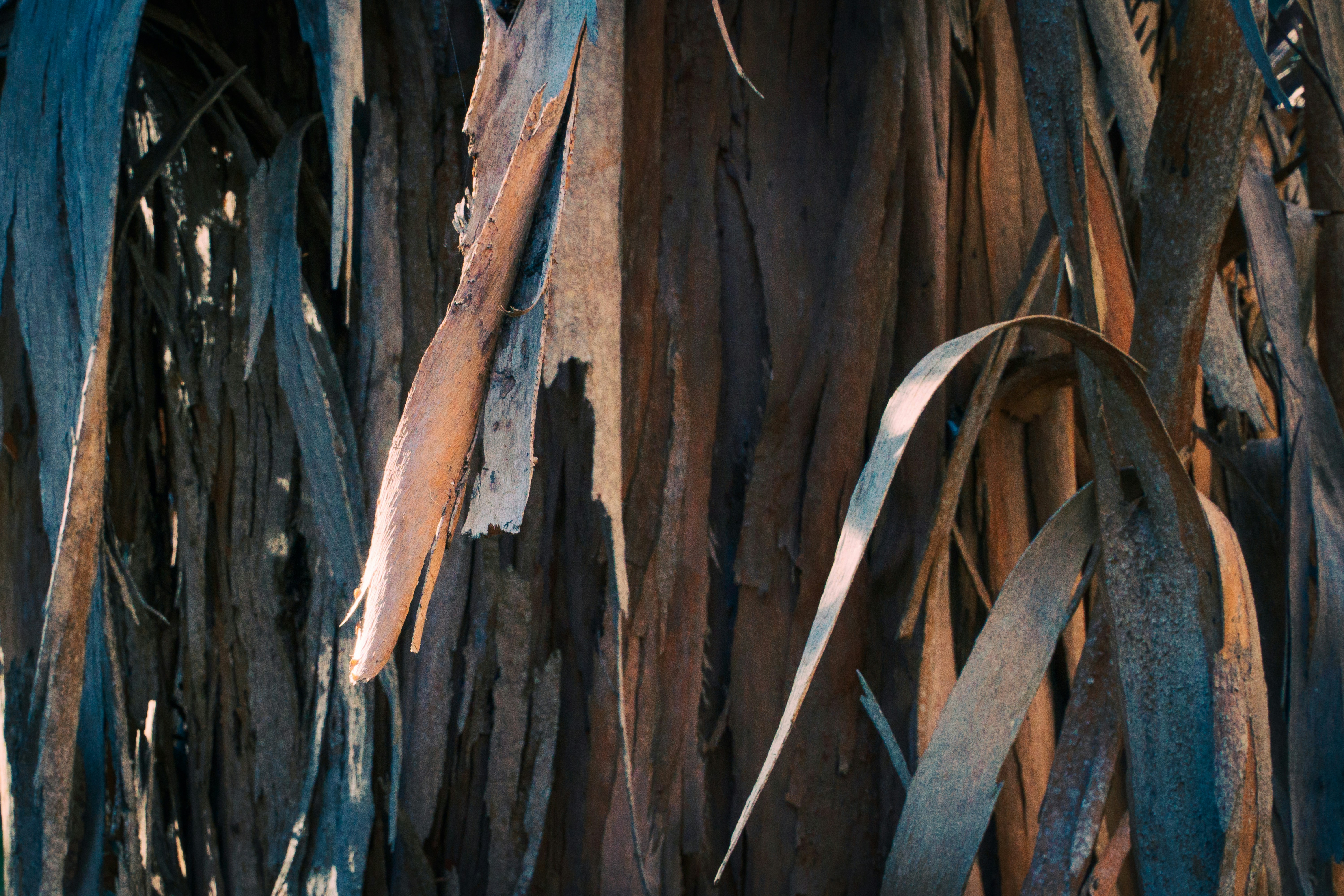 a close up of the bark of a tree