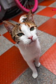 A curious-looking cat stands on a tiled floor. The cat has a mix of white, brown, and black fur with striking green eyes. In the background, there is part of a bicycle with bright pink tires.