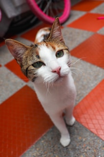 A curious-looking cat stands on a tiled floor. The cat has a mix of white, brown, and black fur with striking green eyes. In the background, there is part of a bicycle with bright pink tires.