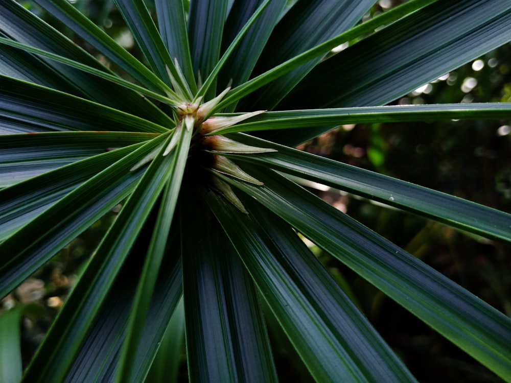 a close up of a green plant with lots of leaves