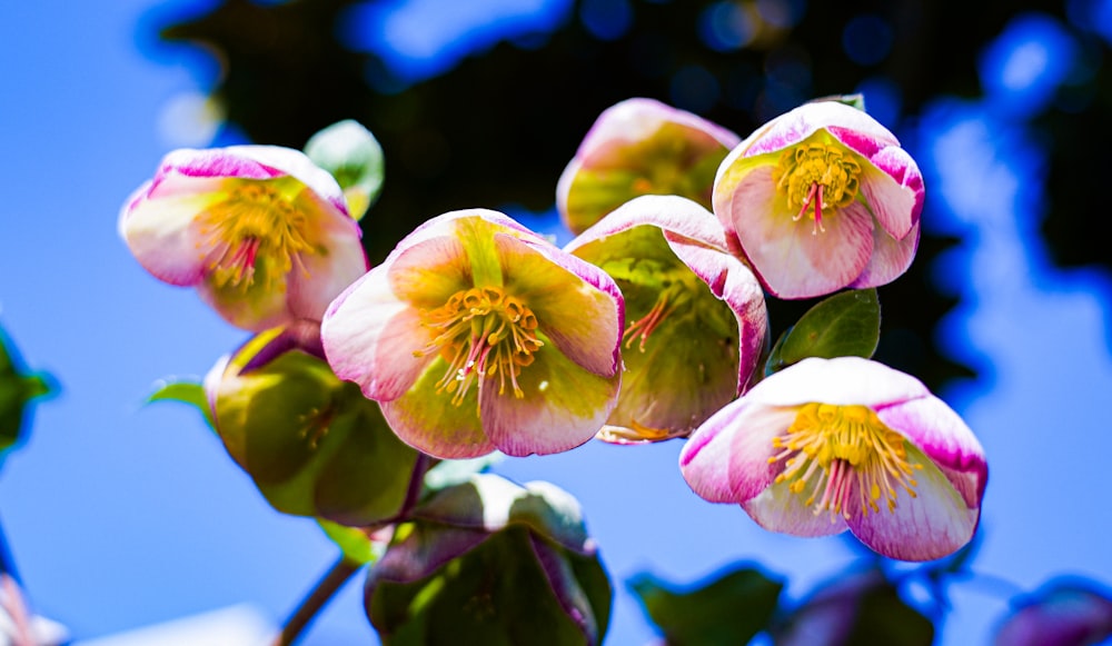 un groupe de fleurs roses aux feuilles vertes