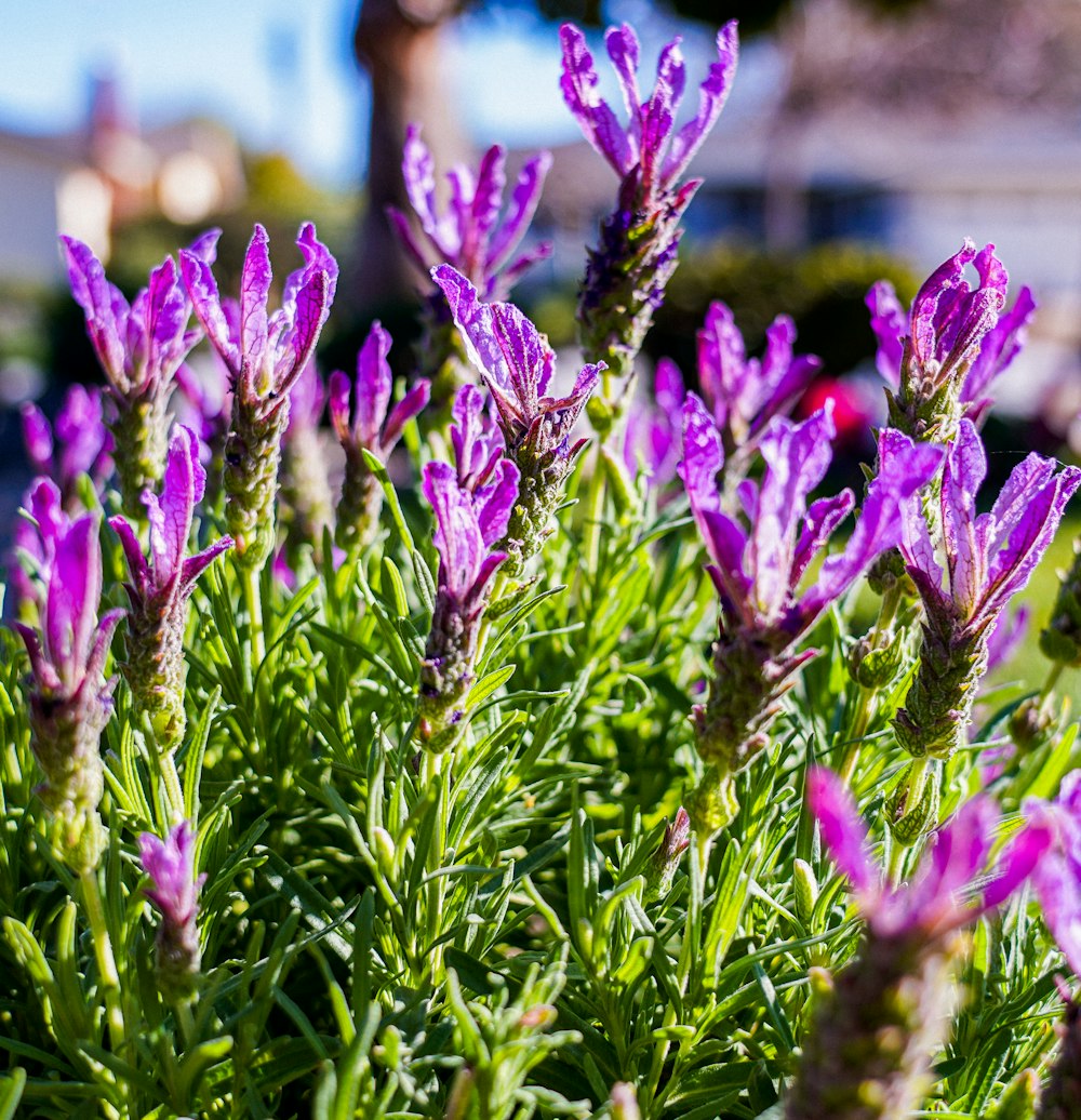 a close up of purple flowers in a field