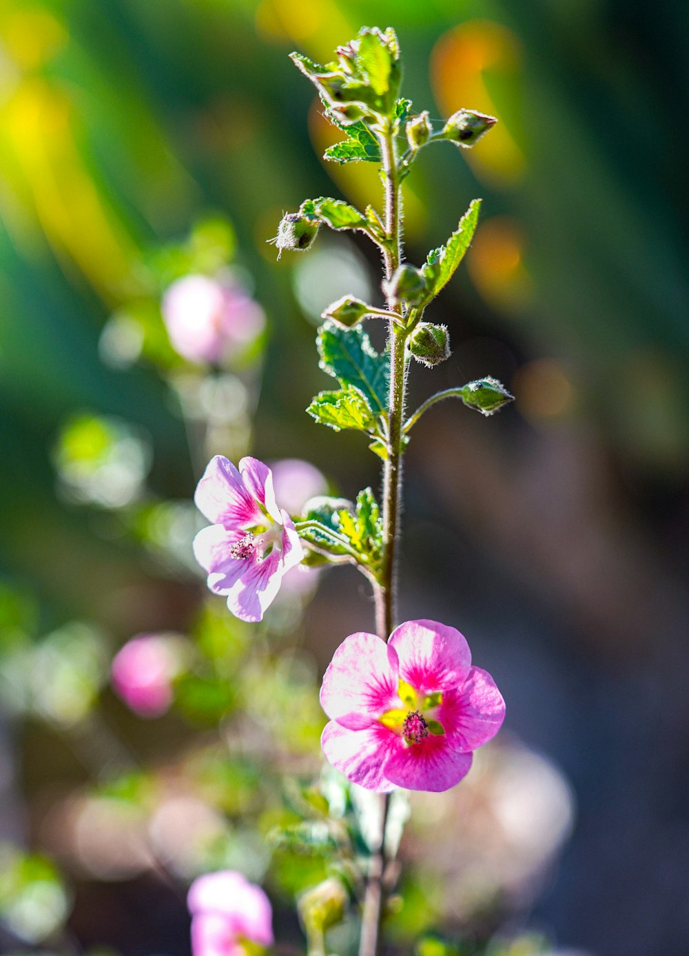 a close up of a pink flower with green leaves