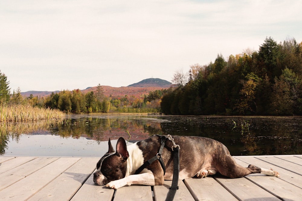 a dog that is laying down on a dock