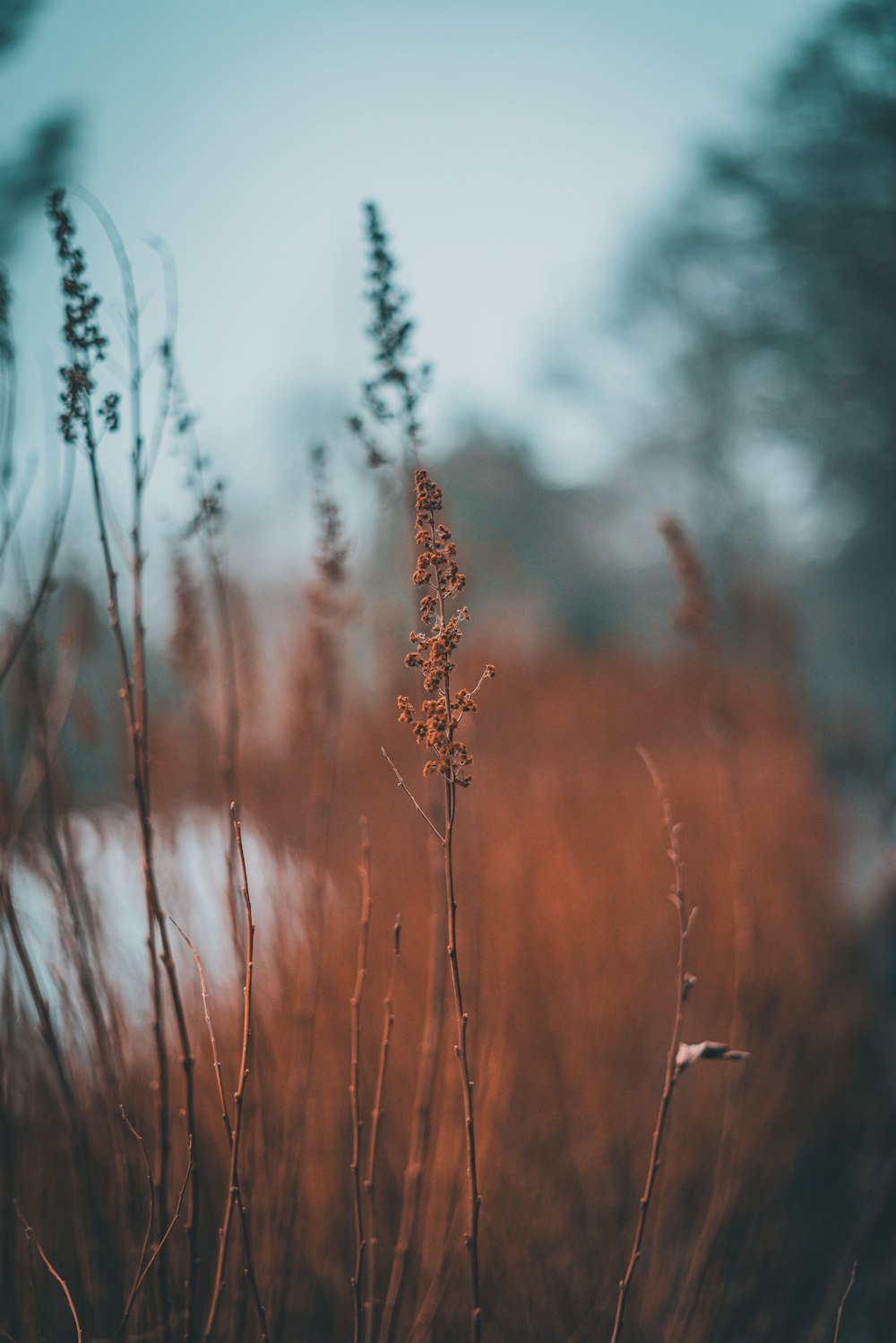 a close up of a plant in a field