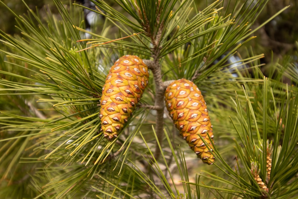 two cones of a pine tree on a branch