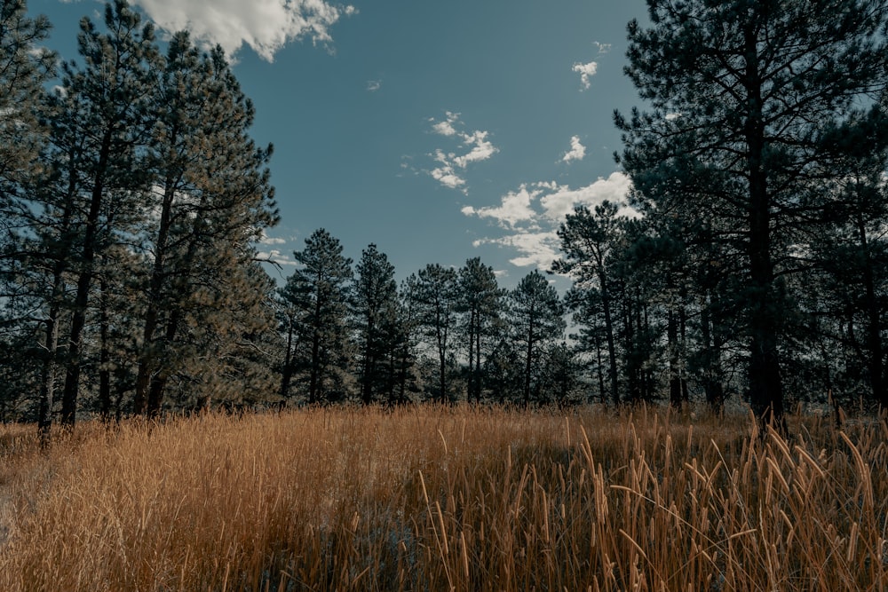 a field with tall grass and trees in the background