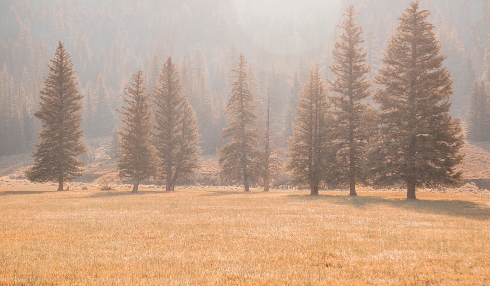 a grassy field with trees in the background