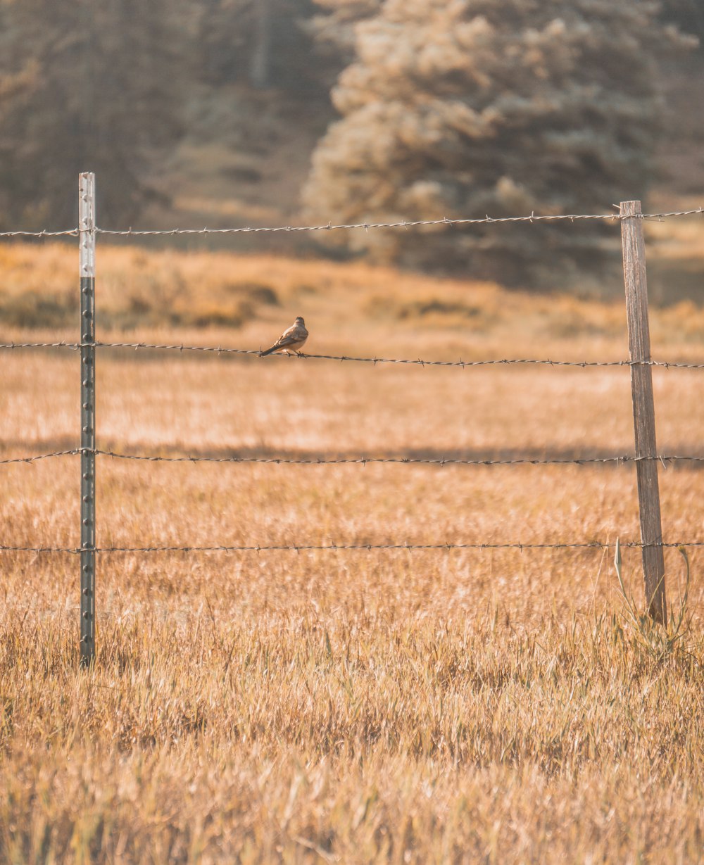 a bird sitting on a barbed wire fence