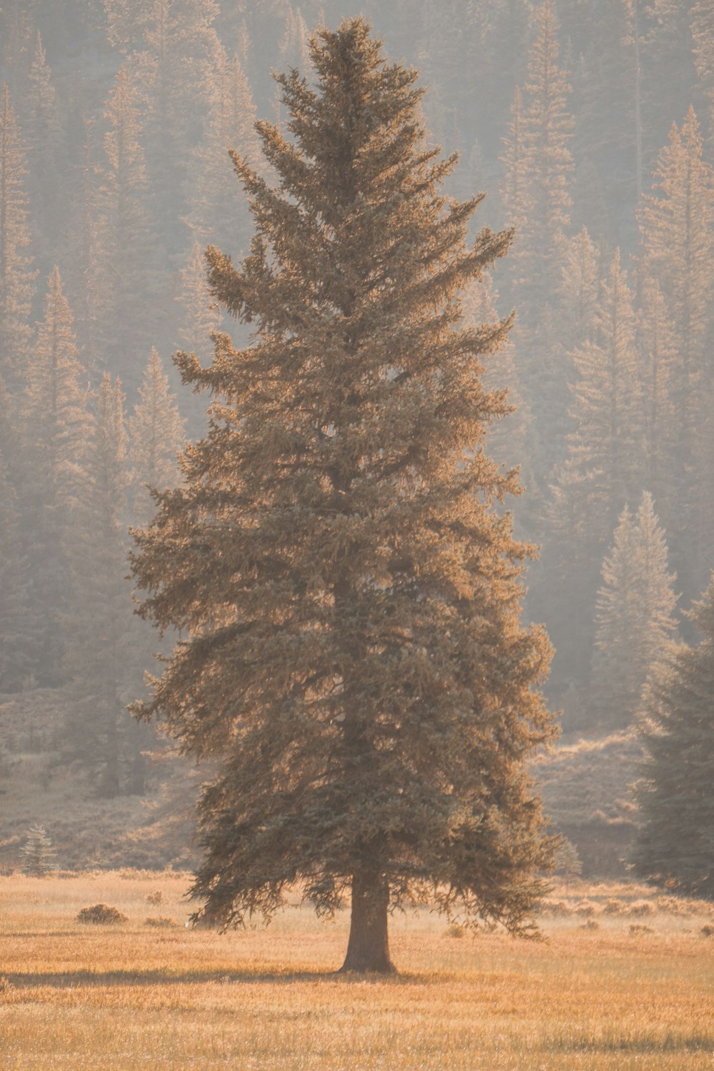 a lone tree stands in a field with tall pine trees in the background