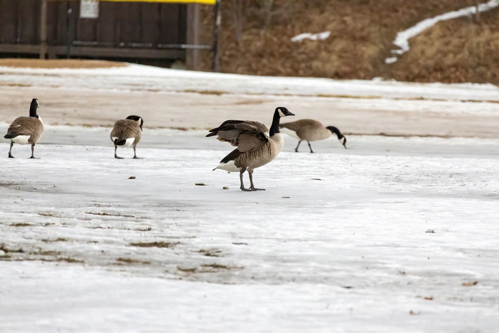 a flock of geese walking across a snow covered field