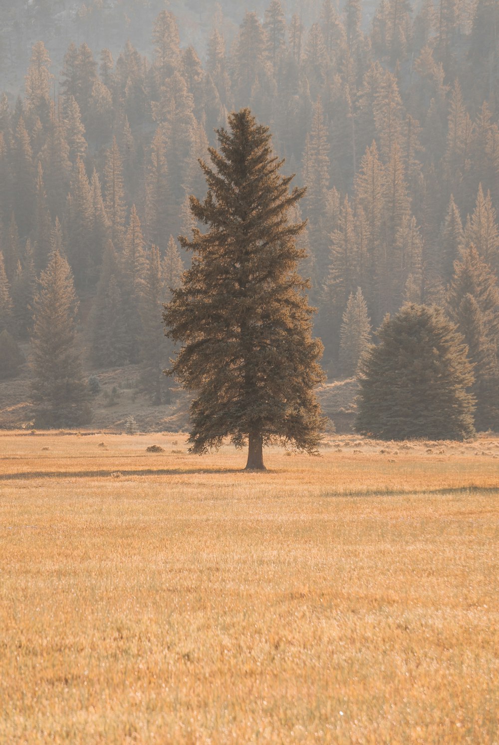 孤独な木が野原に一人で立っている