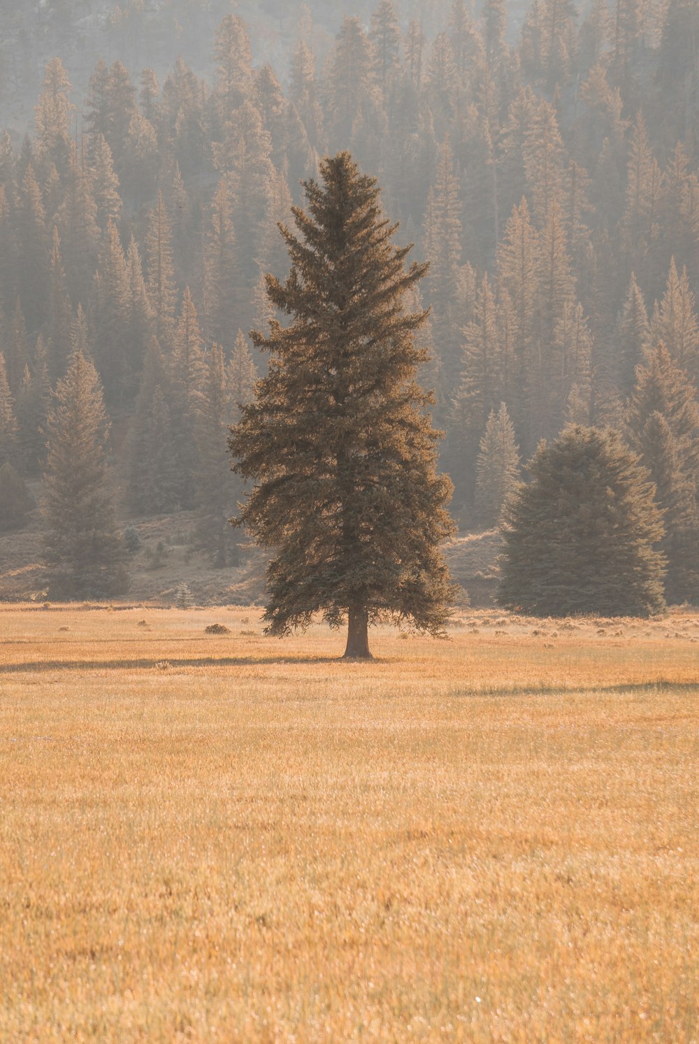 uma árvore solitária está sozinha em um campo