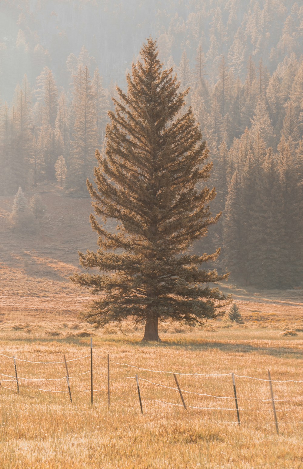 a lone pine tree in a field with mountains in the background